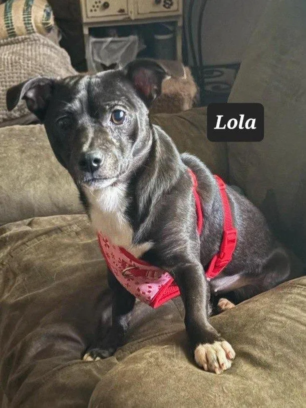 Lola