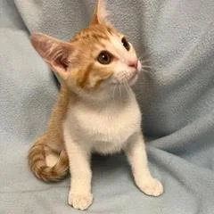 A baby medium-sized female Tabby (Orange / Red) Tabby cat named Frogger for adoption in Green Valley, AZ