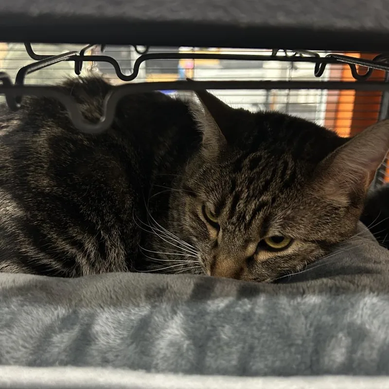 A young large-sized male Brown / Chocolate Domestic Short Hair cat named Tiger for adoption in Point Richmond, CA