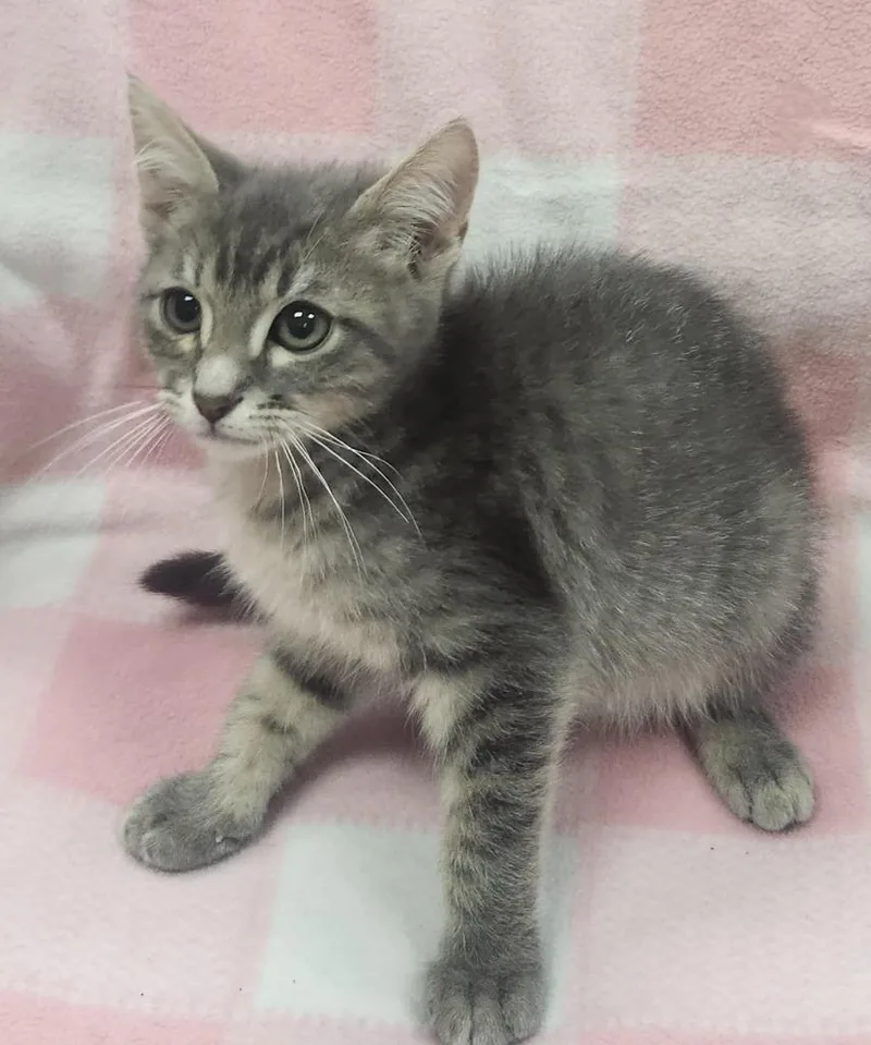 A baby small-sized male Domestic Short Hair cat named Fluffernutter for adoption in Little Rock, AR