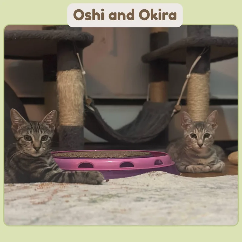 Oshi & Okira N