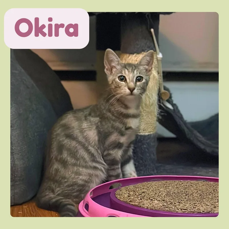 Oshi & Okira N thumbnail 5