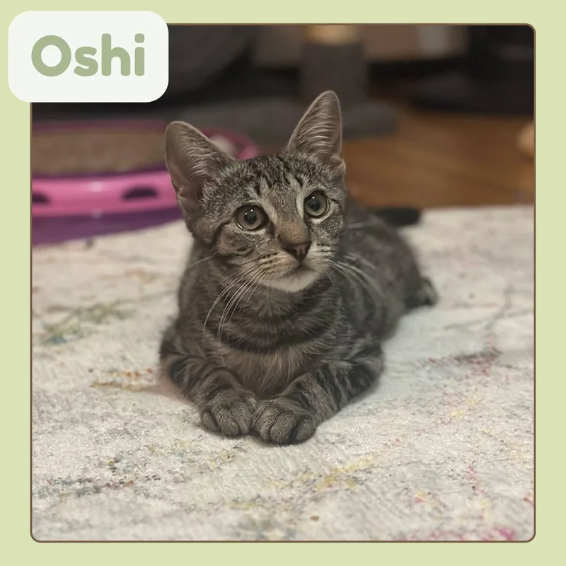 Oshi & Okira N thumbnail 6