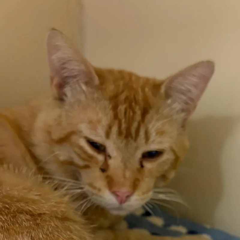 A young large-sized male Orange / Red Domestic Short Hair cat named Butterscotch for adoption in Yuma, AZ