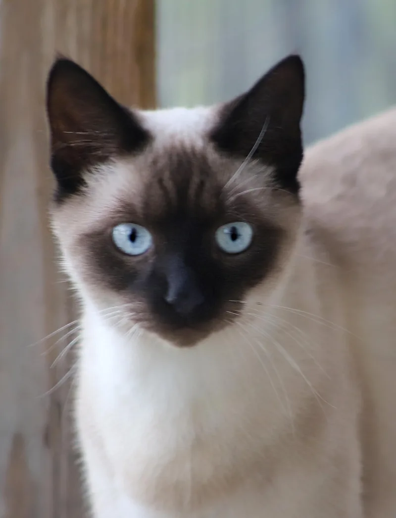A young medium-sized male Siamese cat named Uno for adoption in North Fort Myers, FL