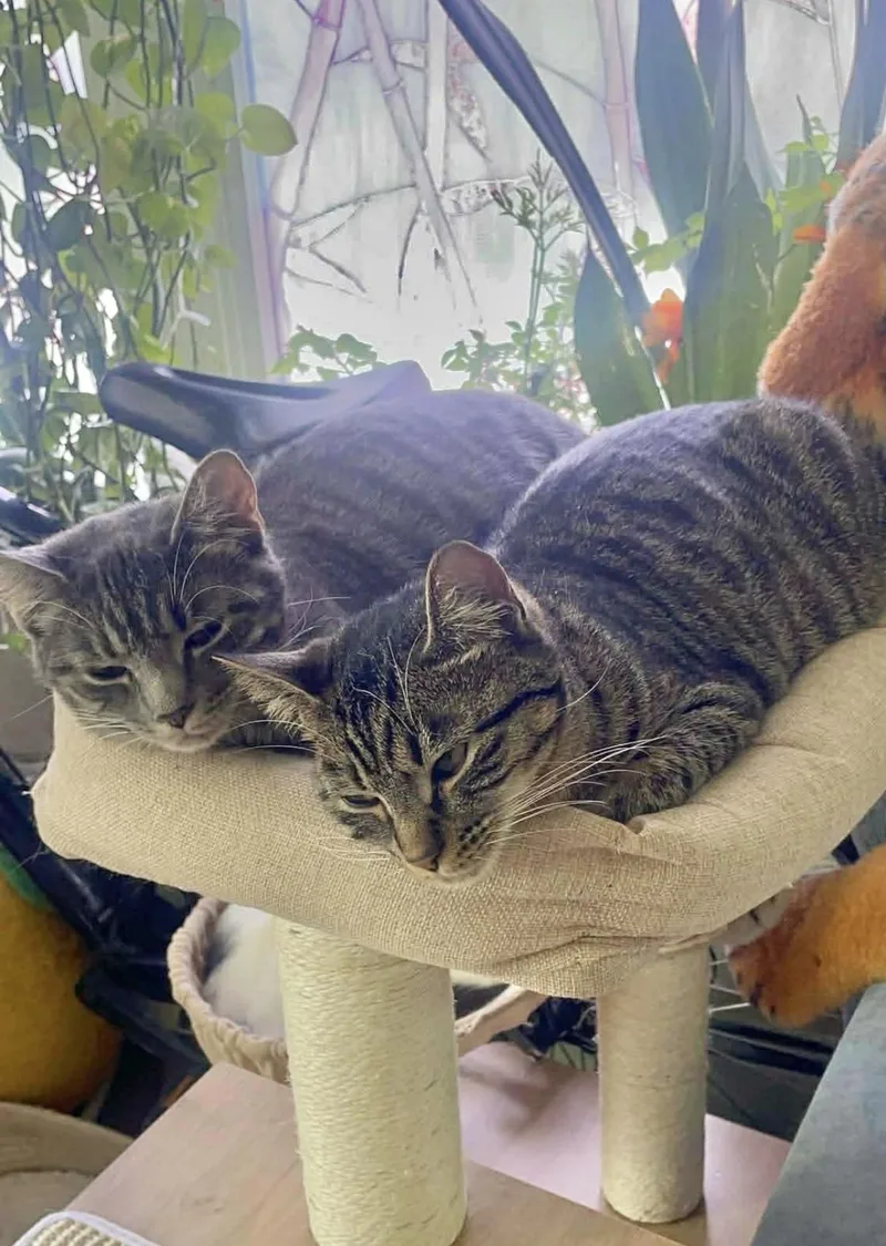 A baby medium-sized female Tabby (Gray / Blue / Silver) Domestic Short Hair cat named Bonded sisters Nova and for adoption in Staten Island, NY