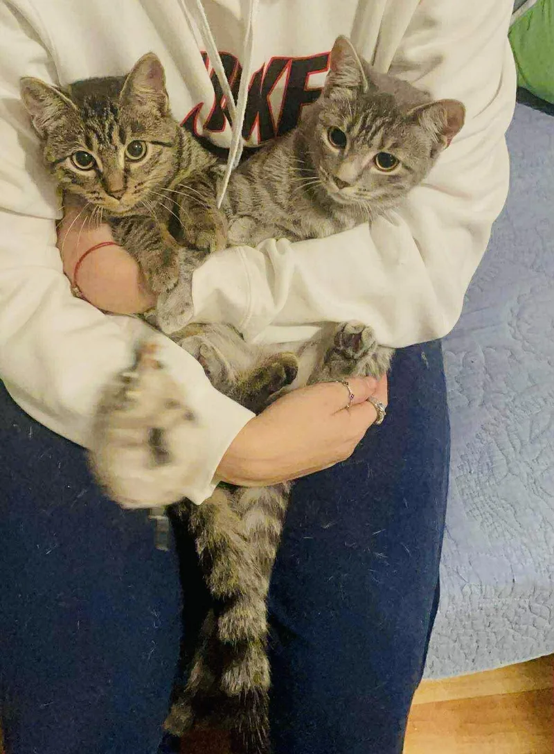 Bonded sisters Nova and thumbnail 2
