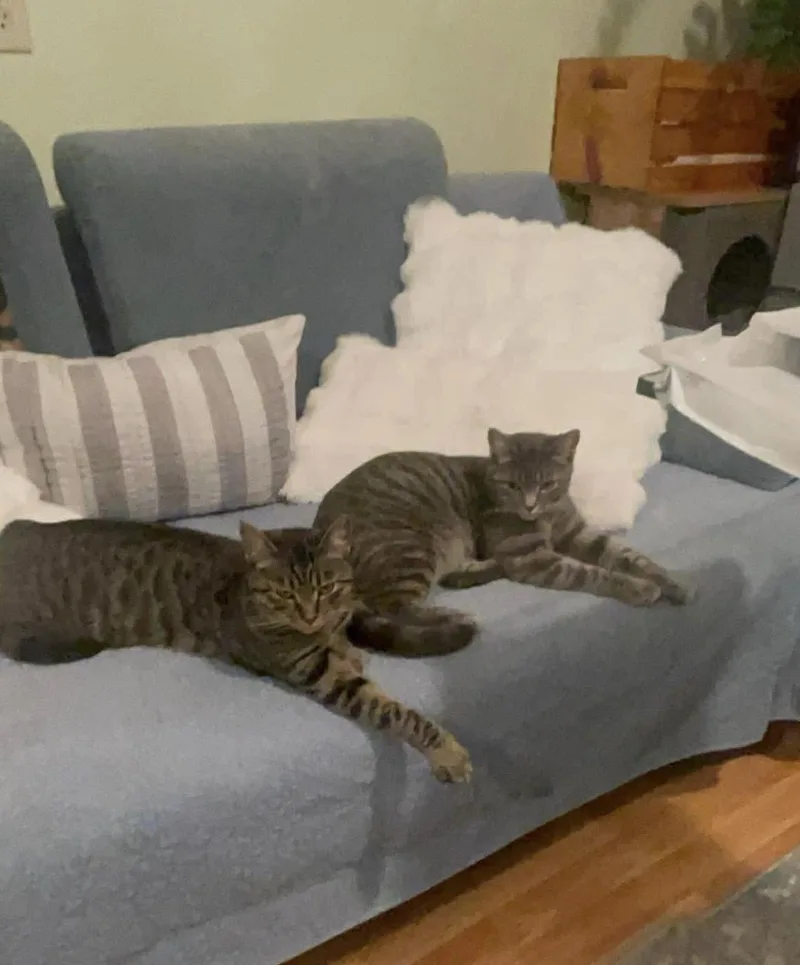 Bonded sisters Nova and thumbnail 3