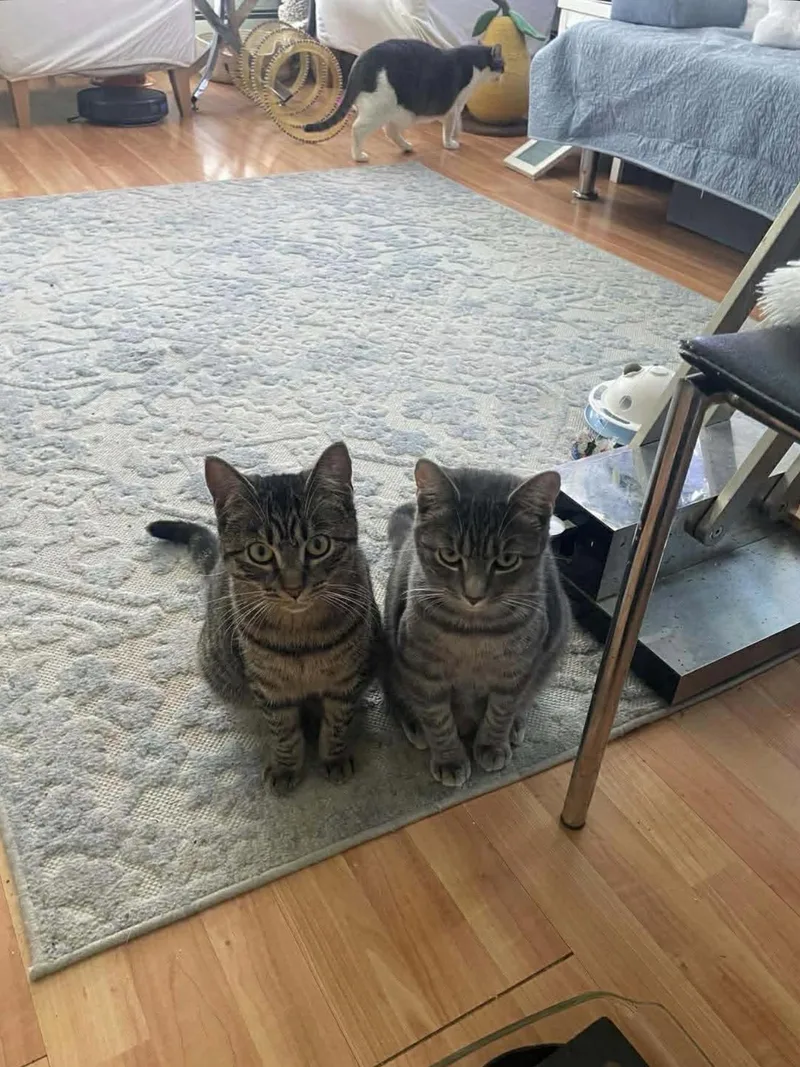 Bonded sisters Nova and thumbnail 4