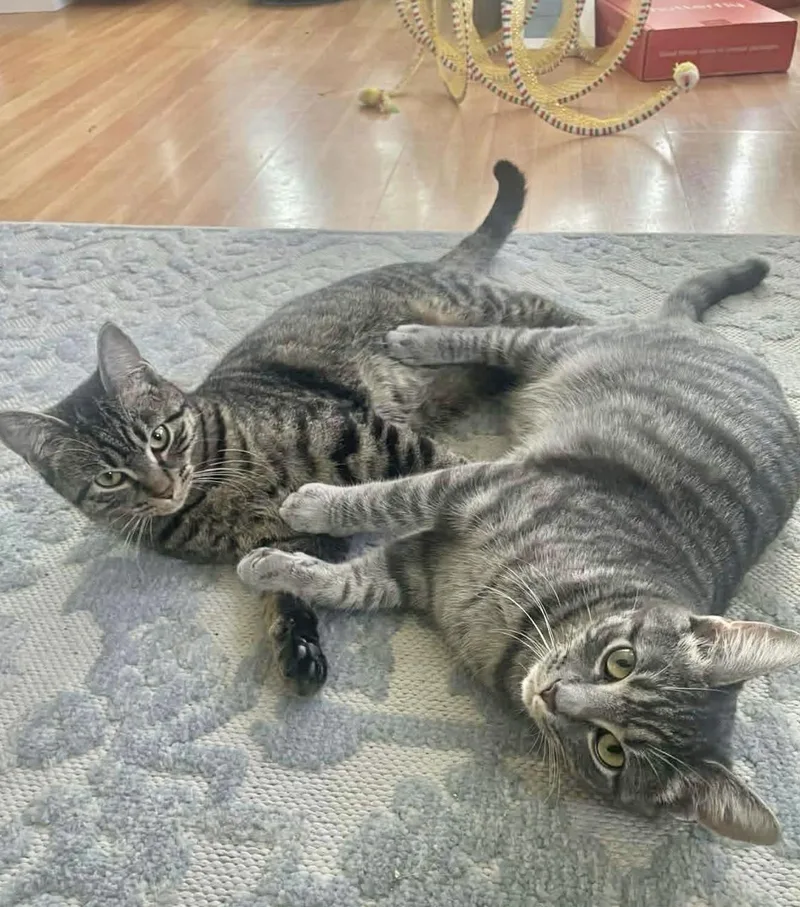 Bonded sisters Nova and thumbnail 5