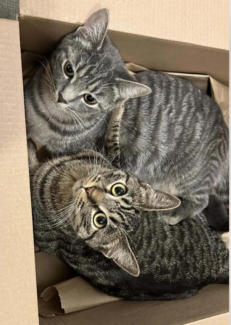Bonded sisters Nova and thumbnail 6