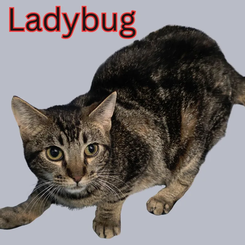 Ladybug