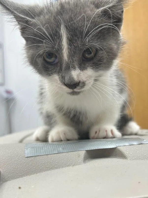 Pepper
