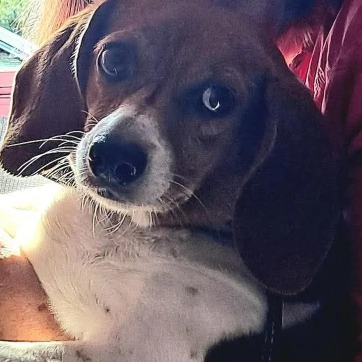An adult medium-sized female White / Cream Beagle dog named Hazel for adoption in Fairfax Station, VA