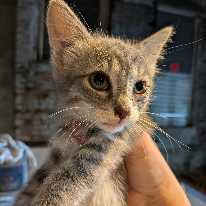 A baby small-sized female Gray / Blue / Silver Domestic Short Hair cat named Tulle for adoption in Fairfax Station, VA
