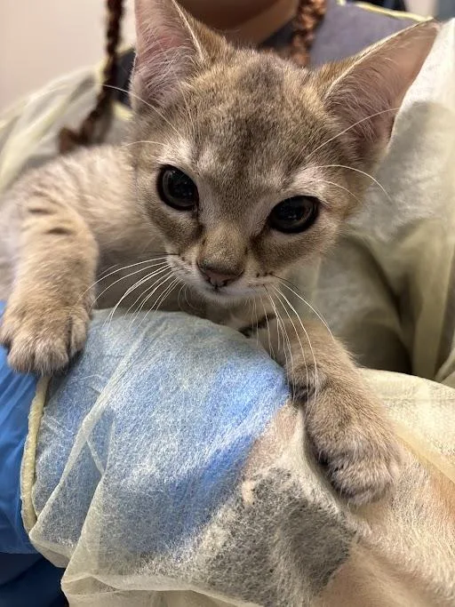 A baby small-sized male Domestic Short Hair cat named Nick for adoption in Las Vegas, NV