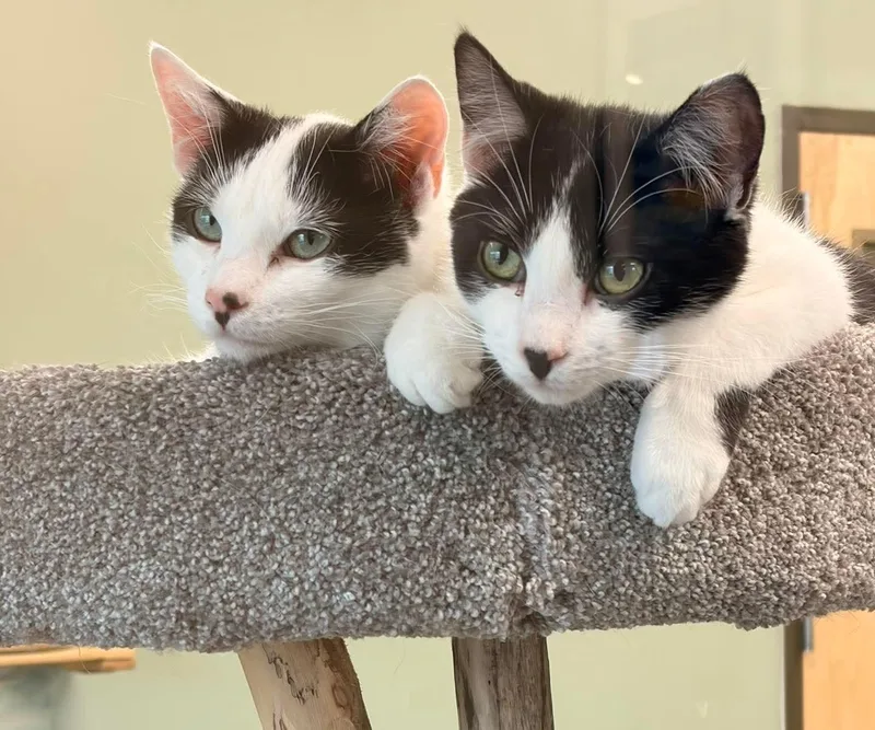 A baby medium-sized male Black & White / Tuxedo Domestic Short Hair cat named Bart @ The Cat's for adoption in Montello, WI