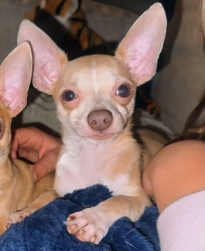 A baby small-sized male Chihuahua dog named Pistachio for adoption in Grantville, PA