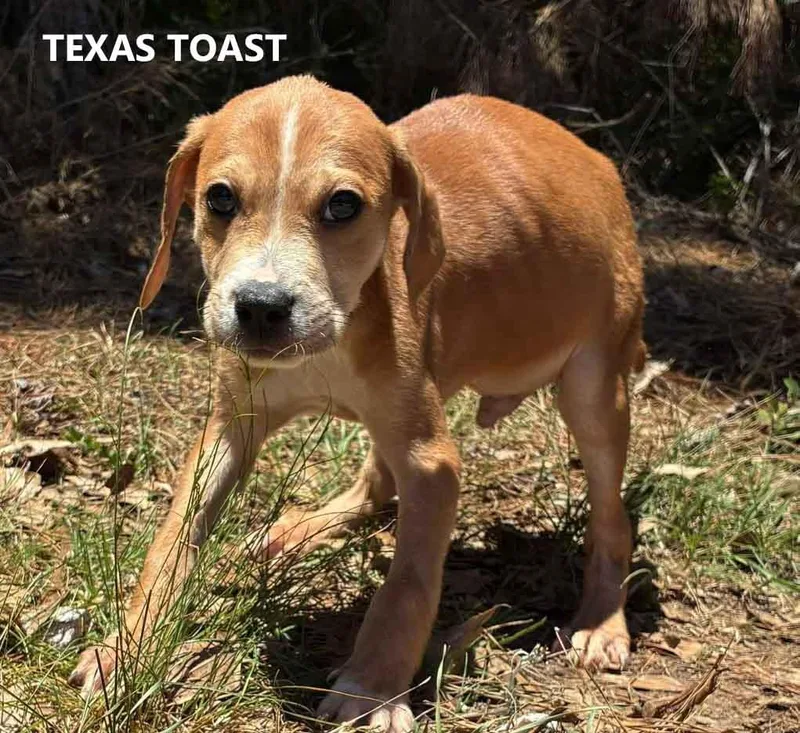 A baby medium-sized male Red / Chestnut / Orange Hound dog named Texas Toast for adoption in Washington, GA