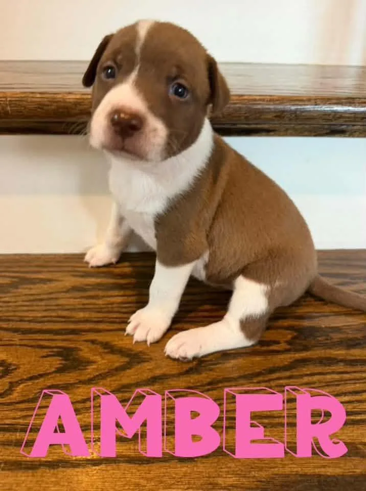 Amber thumbnail 2