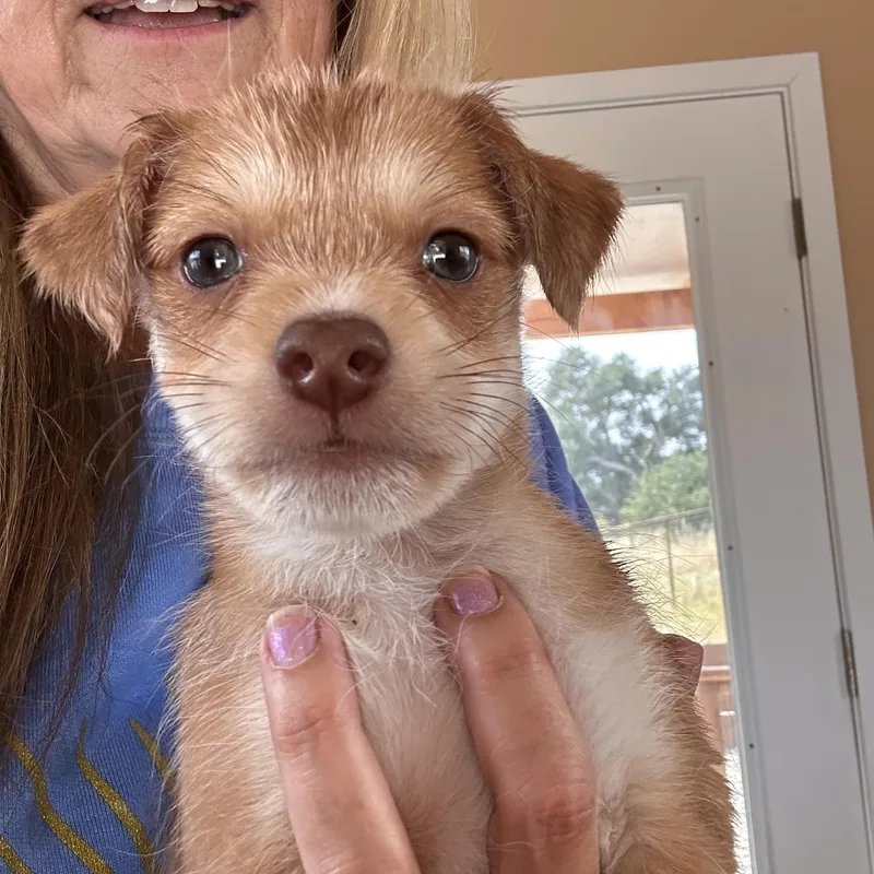 Dumpling thumbnail 2