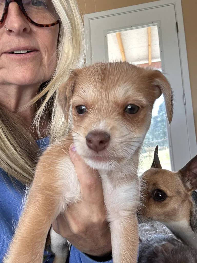 Dumpling thumbnail 3