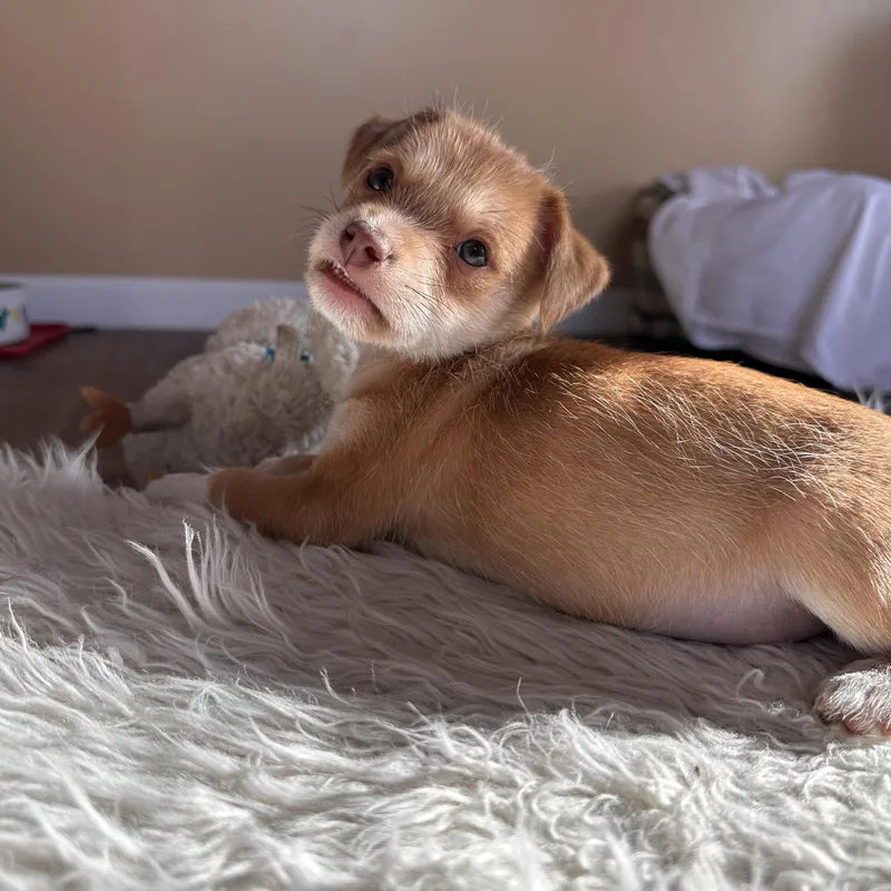 Dumpling thumbnail 4