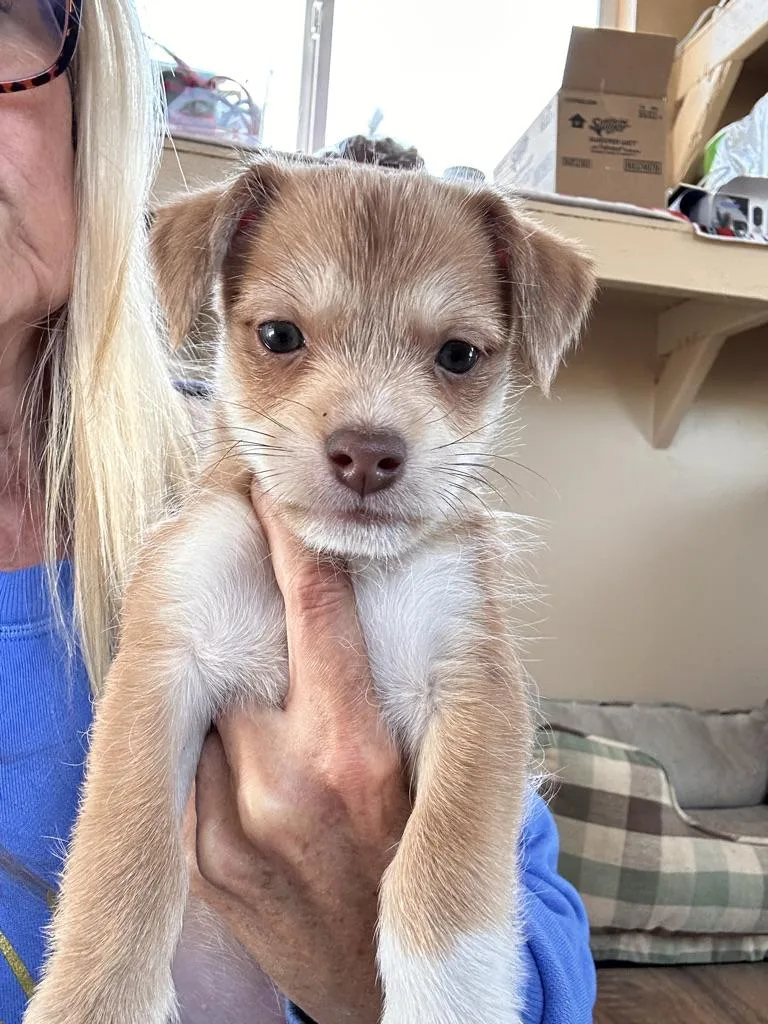 A baby small-sized male Golden Terrier dog named Dumpling for adoption in Arroyo Grande, CA