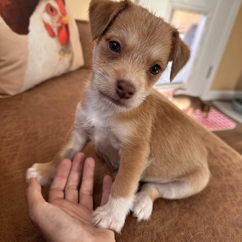 Dumpling thumbnail 5