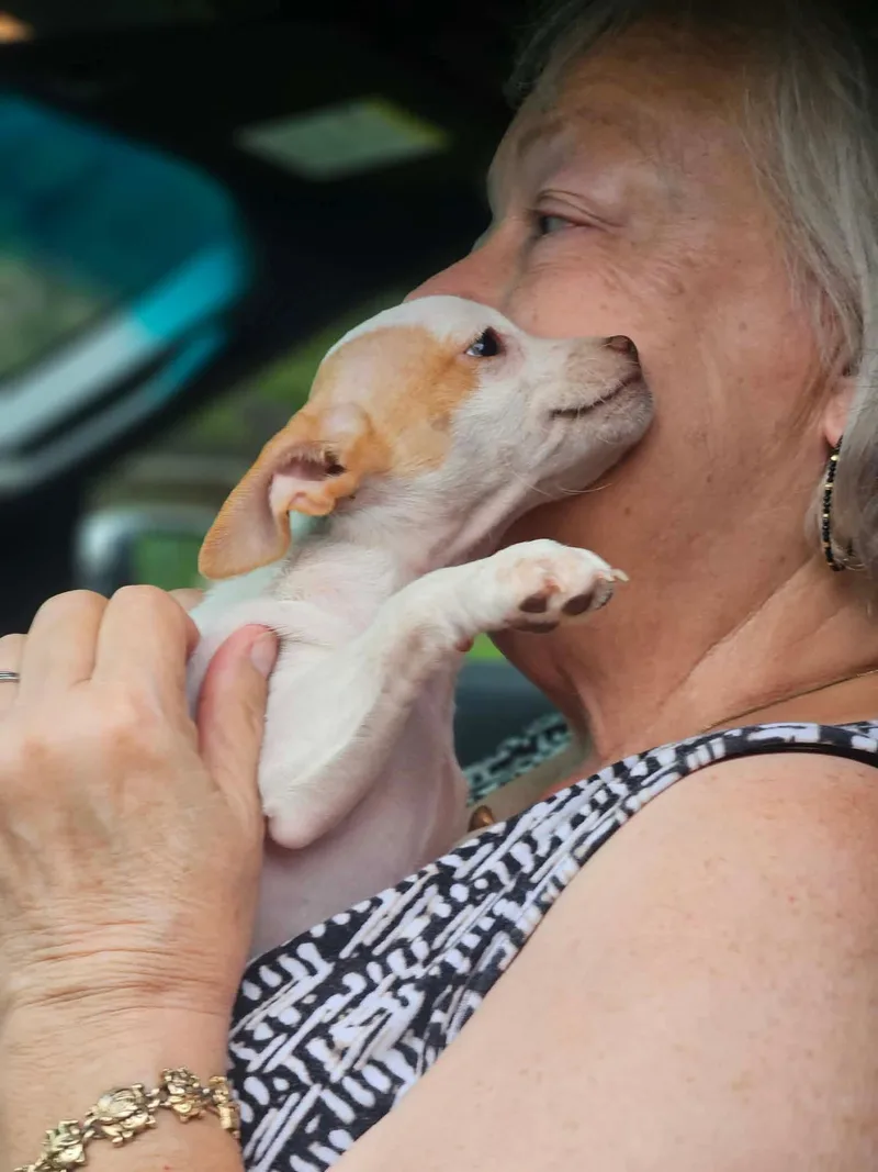 A baby small-sized male Chihuahua dog named Gopher Prairie for adoption in Wakefield, RI