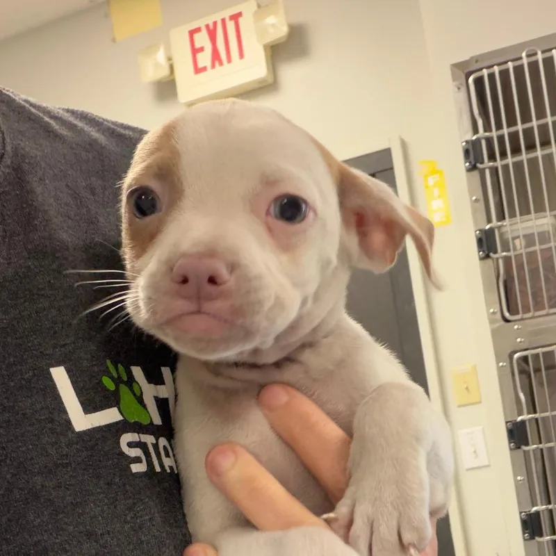 A baby medium-sized male Mixed Breed dog named Croissant for adoption in Greensboro, GA
