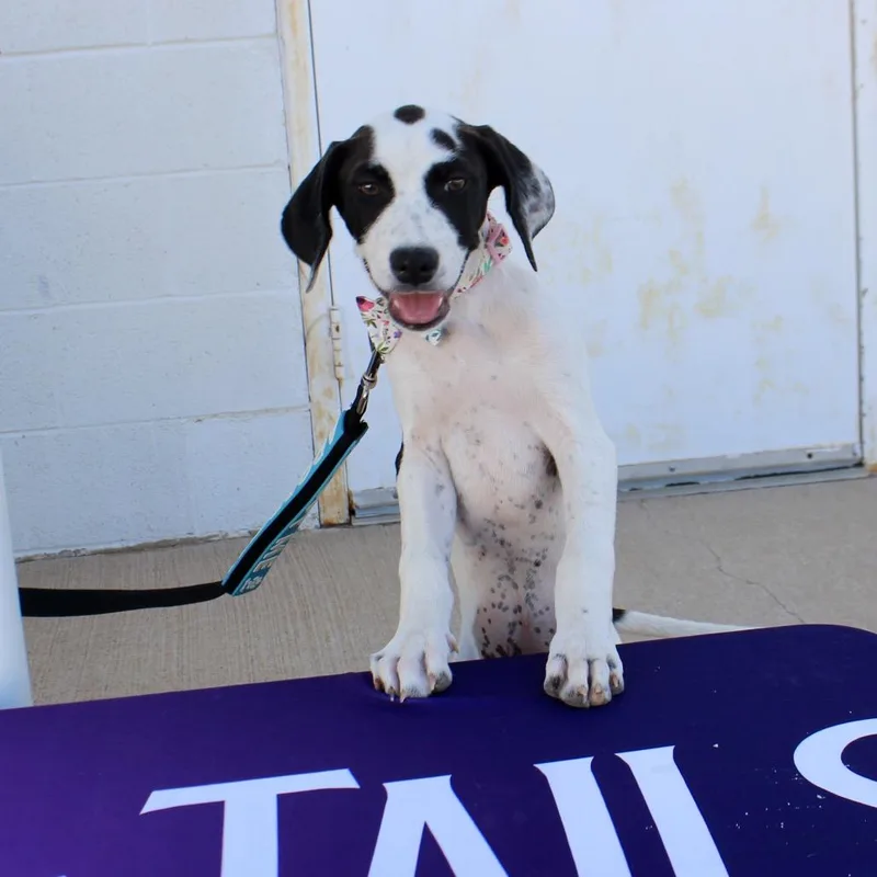 A baby small-sized female White / Cream Golden Retriever dog named Houdini for adoption in Midland, TX