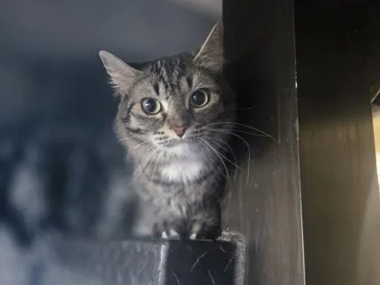 An adult small-sized female Domestic Medium Hair cat named Eski for adoption in Coon Rapids, MN