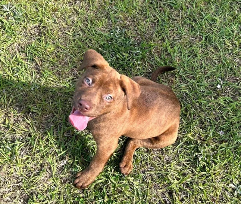 A baby medium-sized male Labrador Retriever dog named Jackson for adoption in New Bern, NC