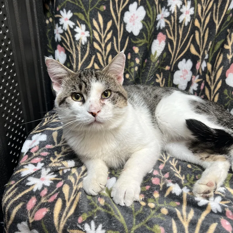 An adult medium-sized male Tabby (Brown / Chocolate) Domestic Short Hair cat named Purrsy for adoption in Fairmont, MN