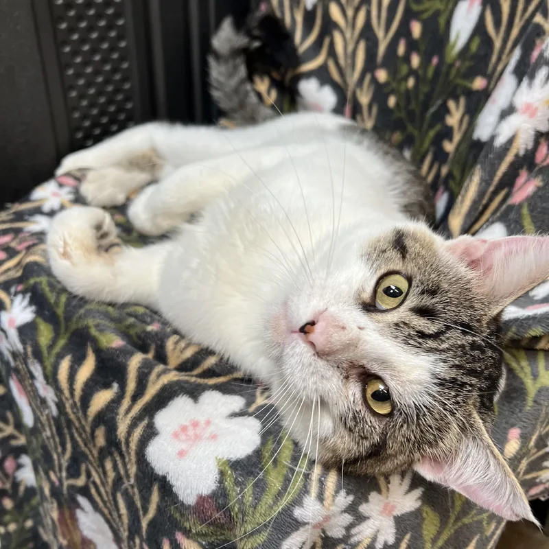 Purrsy thumbnail 5