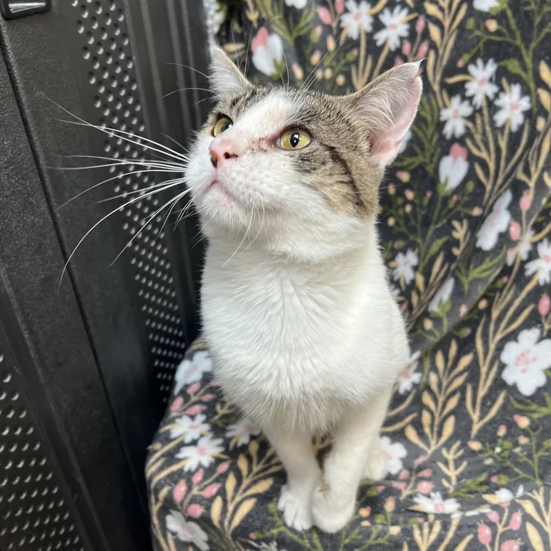 Purrsy thumbnail 6