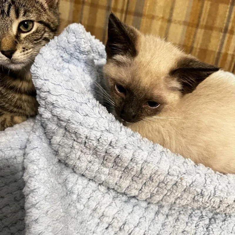 A baby medium-sized male Seal Point Siamese cat named Zeus for adoption in Houston, TX