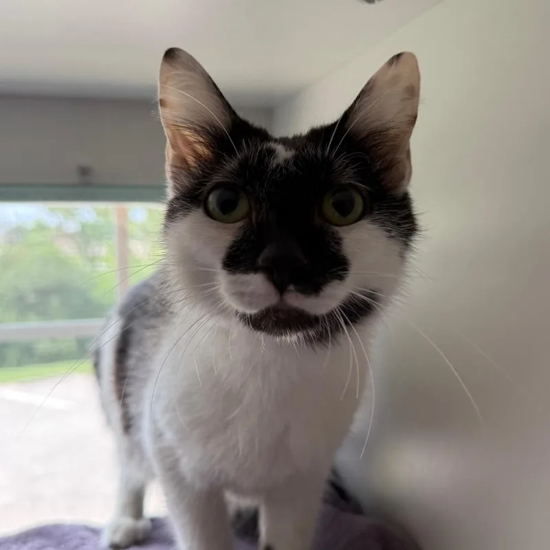 An adult medium-sized female Black Domestic Short Hair cat named Siggy for adoption in Saint Charles, MO
