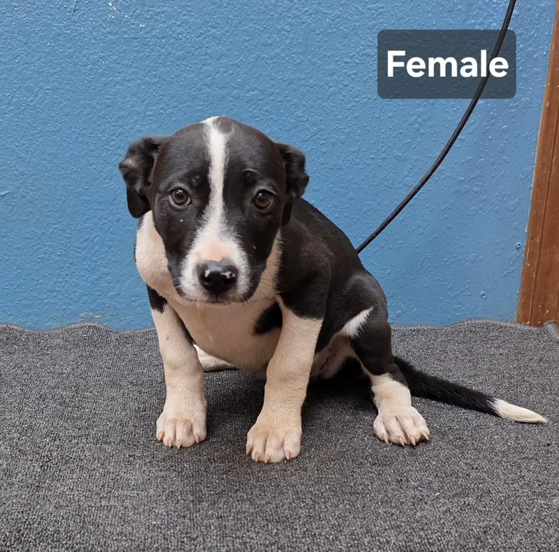 A baby medium-sized female Border Collie dog named Puppies for adoption in Dripping Springs, TX