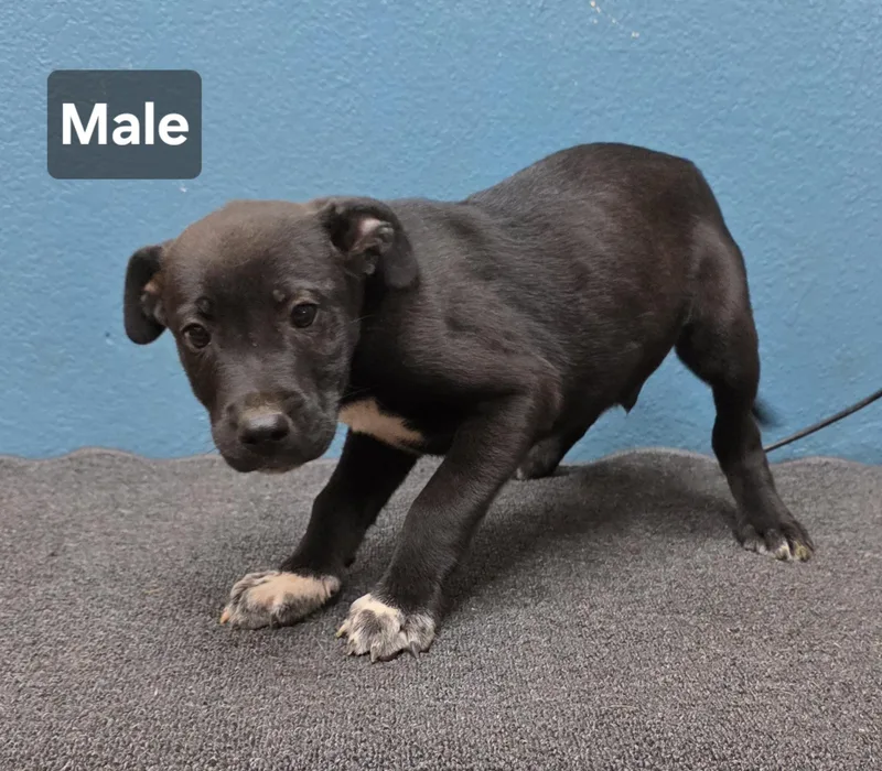 Puppies thumbnail 4