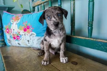 A baby small-sized male Catahoula Leopard Dog dog named Cash for adoption in San Antonio, TX