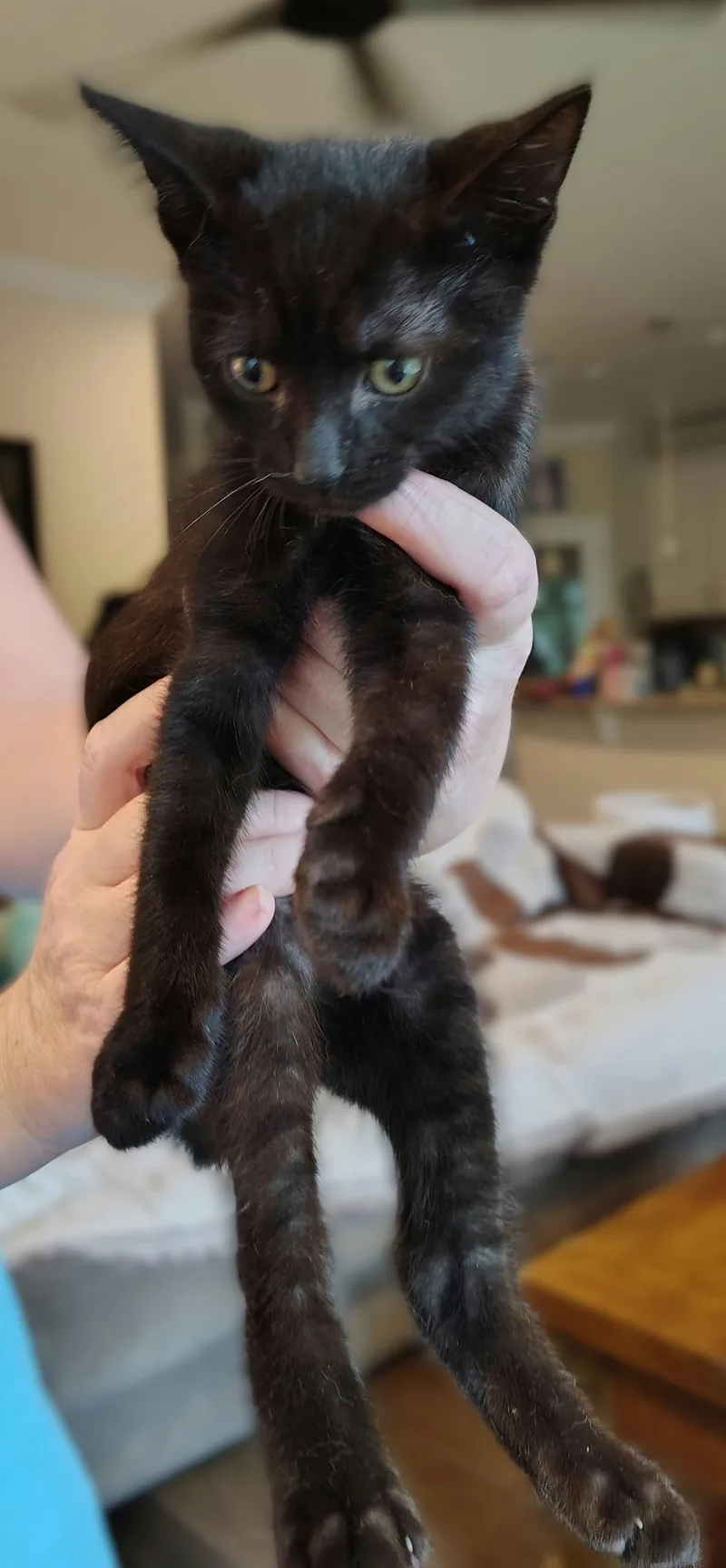 A baby medium-sized female Black Domestic Short Hair cat named Samba for adoption in Jacksonville, FL