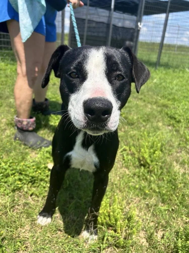 A young large-sized male Mixed Breed dog named Stevens for adoption in Scott, LA