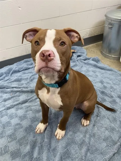 A baby small-sized male Pit Bull Terrier dog named Monkey Bread for adoption in Fort Wayne, IN