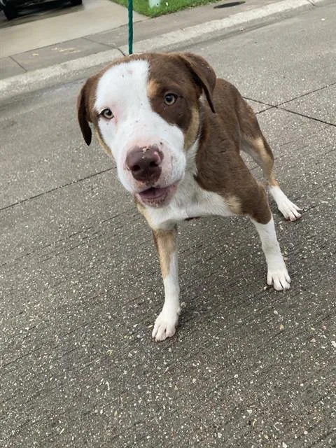 A young large-sized male Mixed Breed dog named Browns for adoption in Dallas, TX
