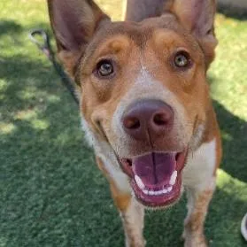 A young medium-sized male Red / Chestnut / Orange Cattle Dog dog named Ralph for adoption in Fort Collins, CO