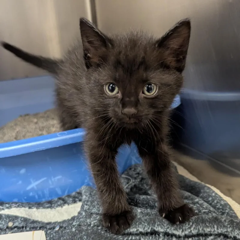 A baby small-sized female Domestic Short Hair cat named Frostbite for adoption in Evansville, IN