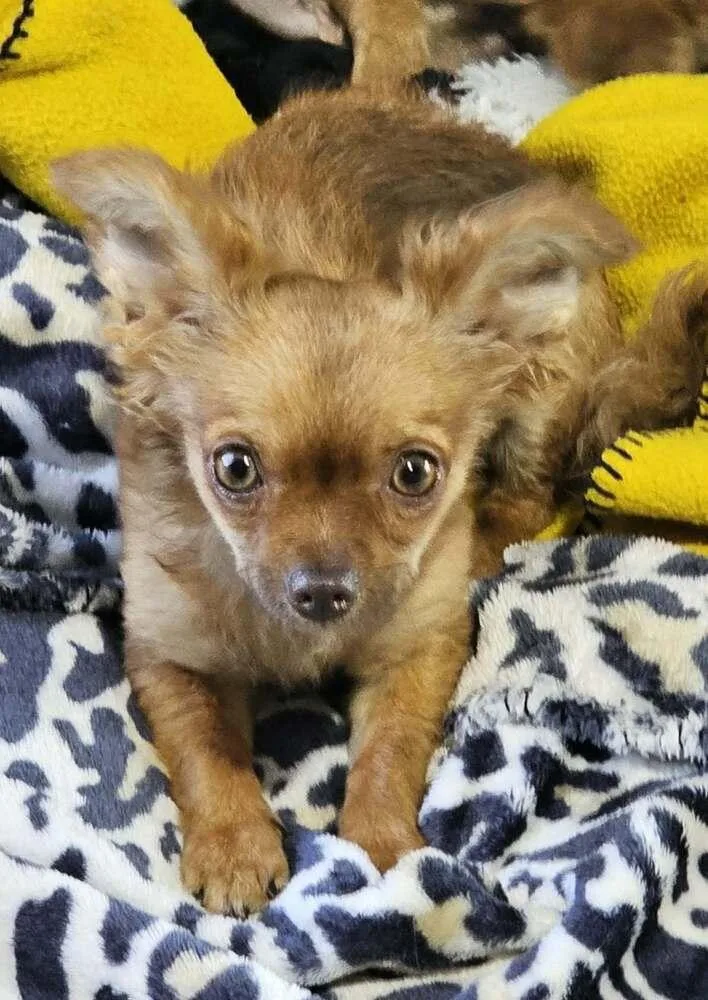 A young small-sized female Chihuahua dog named Penny for adoption in Santa Rosa, CA