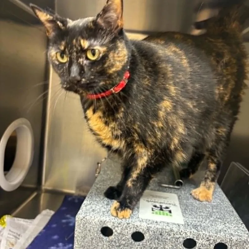 An adult large-sized female Black Domestic Medium Hair cat named Mia for adoption in Winston-Salem, NC